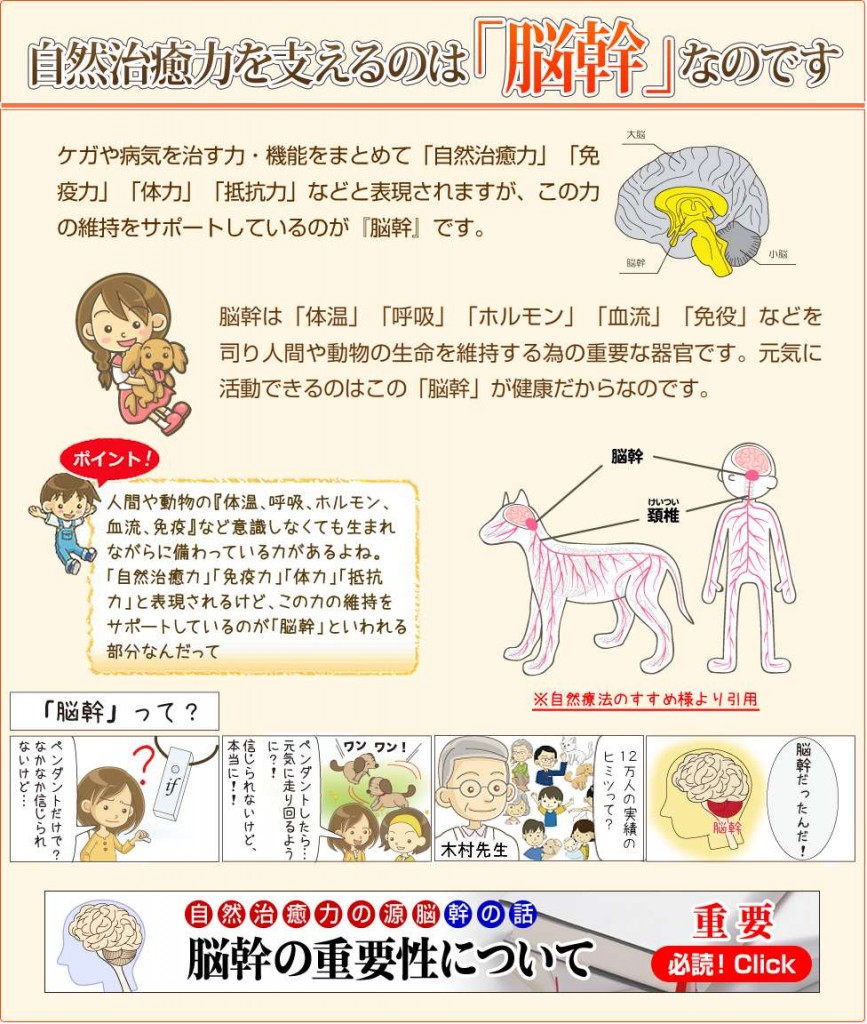 自然治癒力・脳幹12